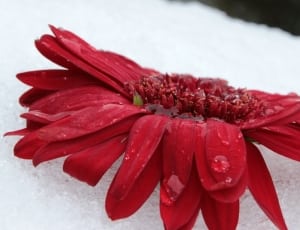 red flower thumbnail