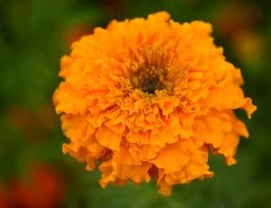 orange marigold thumbnail