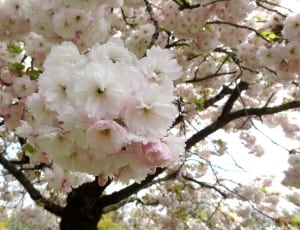 white and pink flower tree thumbnail
