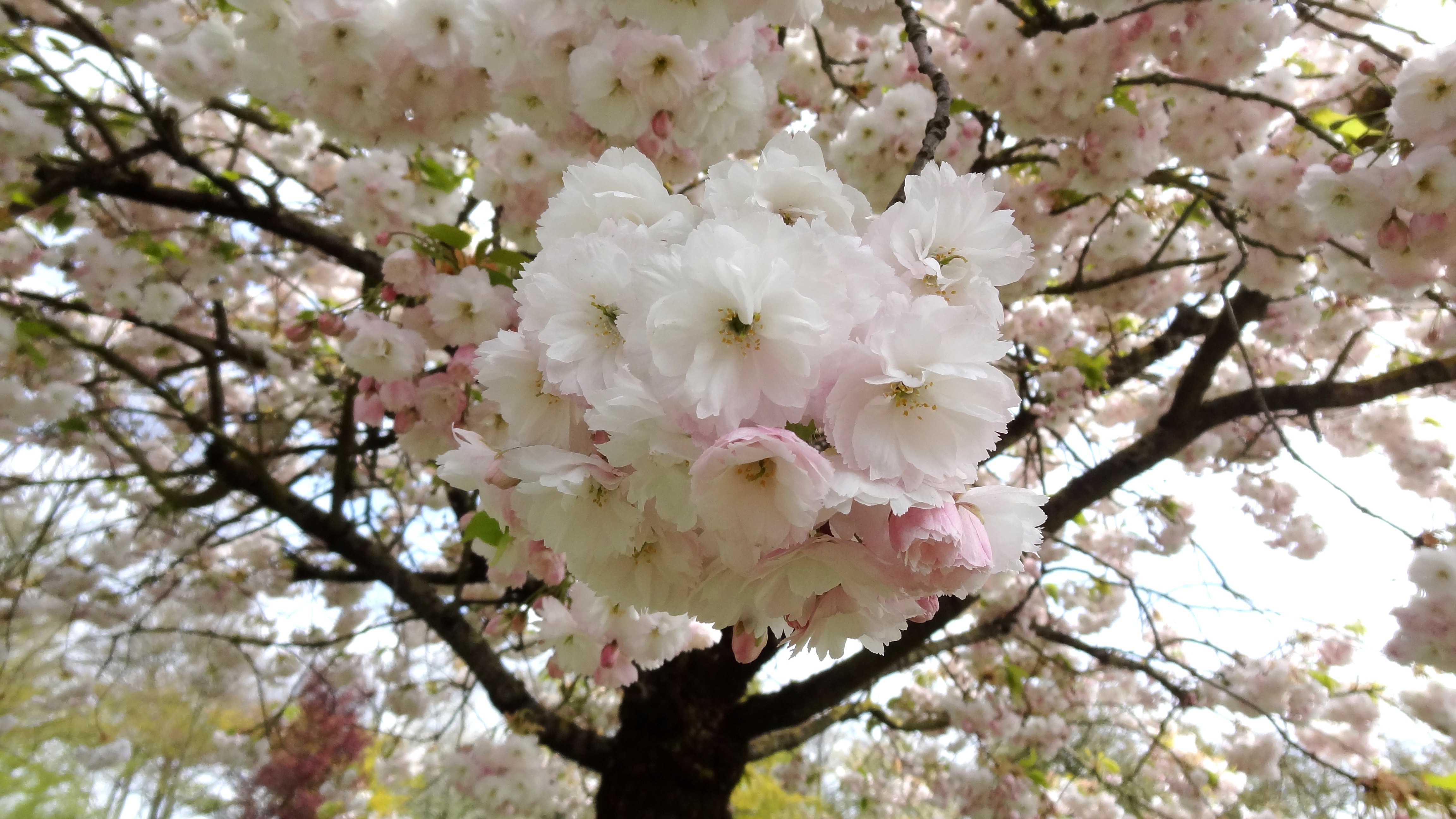 white and pink flower tree