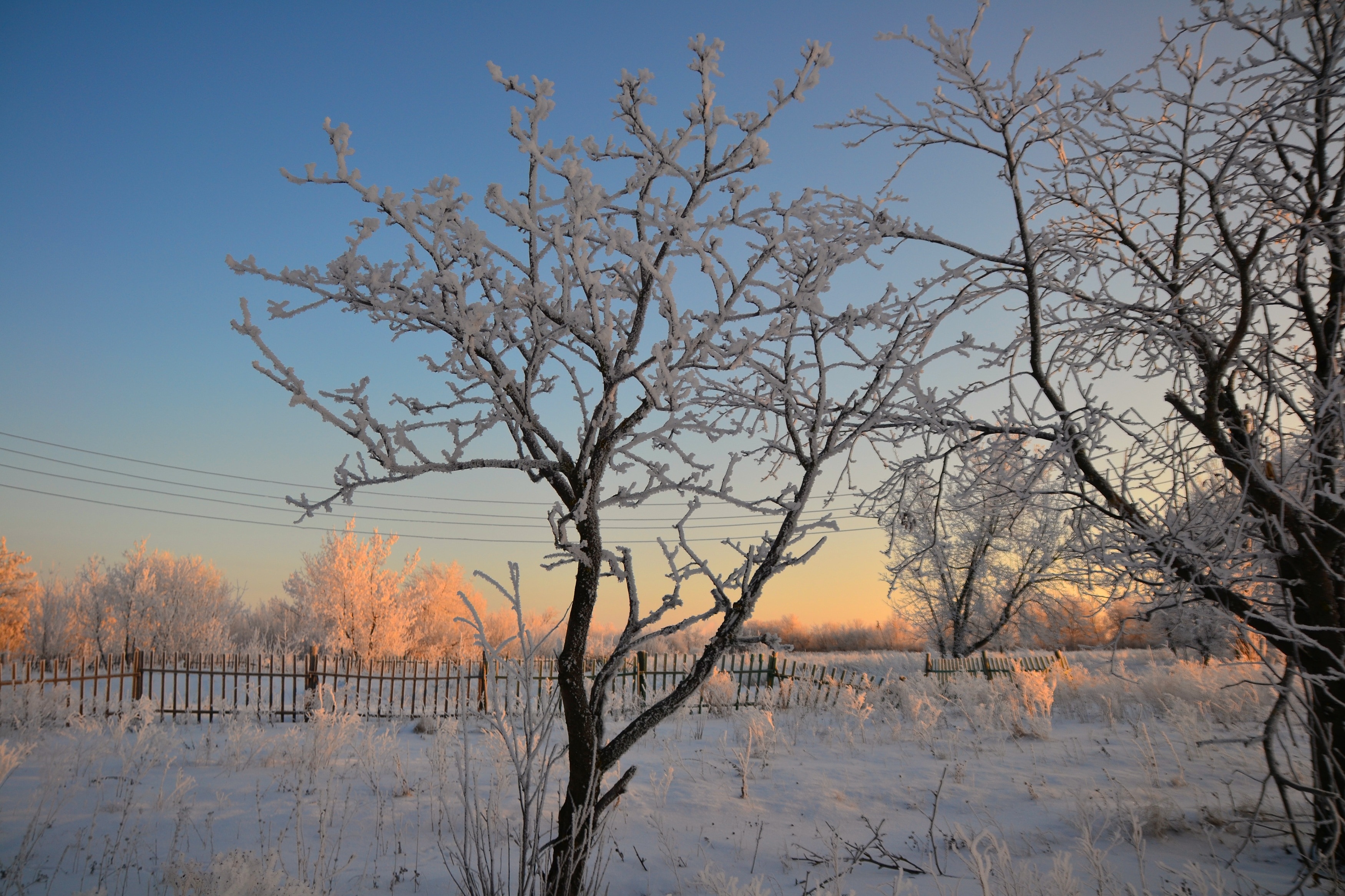 brown leafless tree