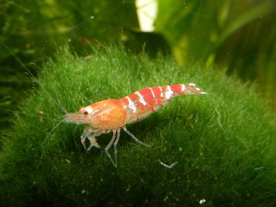 red shrimp preview