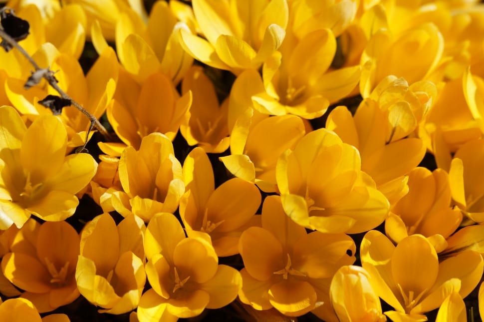 yellow tulip picture preview