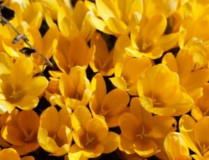yellow tulip picture thumbnail