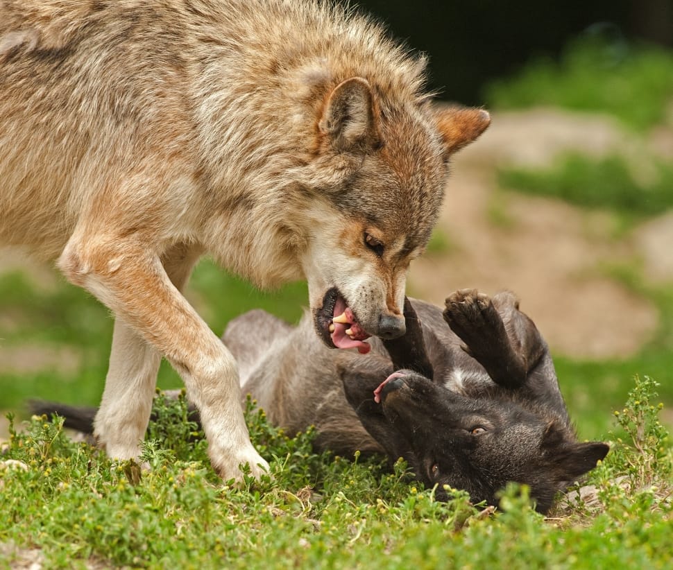 brown wolf fighting on green grass field during daytime preview