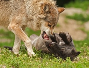 brown wolf fighting on green grass field during daytime thumbnail