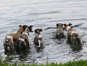 5tan white and black hound dogs thumbnail