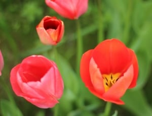 5 red flowers thumbnail