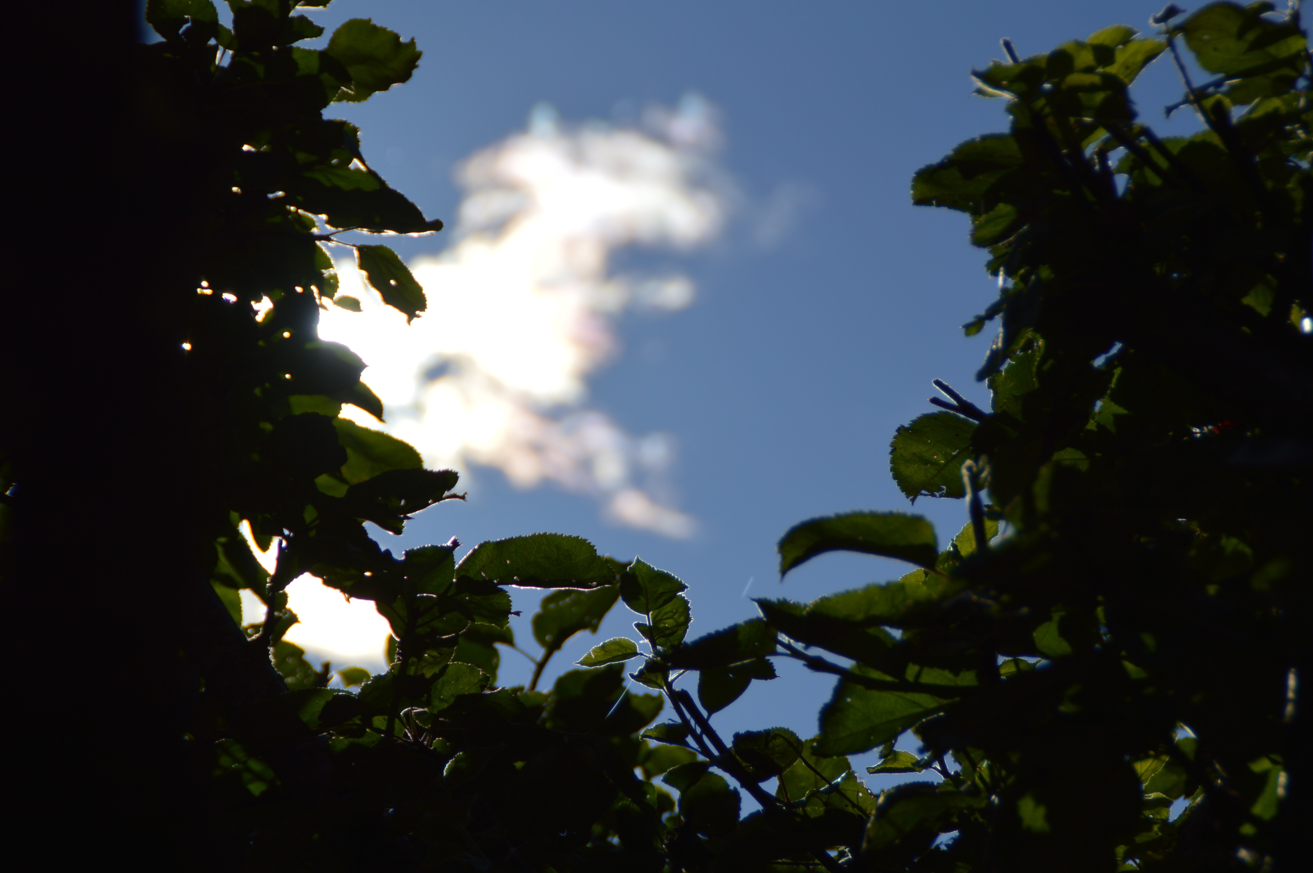 green leaf tree