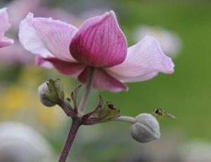 yellow hoverfly perched on green flower bud below pink full bloomed flower in shallow focus lens thumbnail