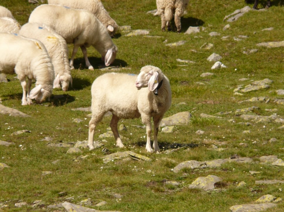 herd of sheep preview