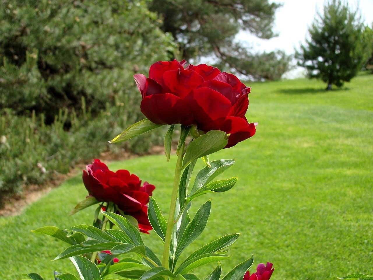 Пион межвидовой красная красная роза