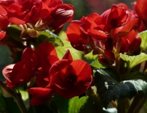 shallow focus photography of red flower thumbnail