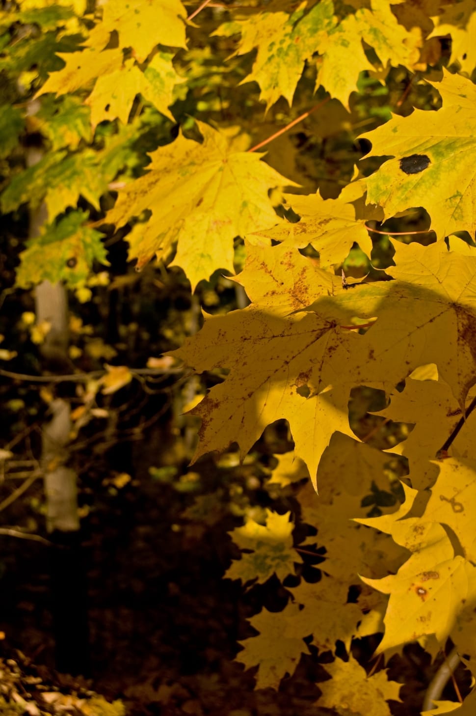 yellow maple tree leaf preview