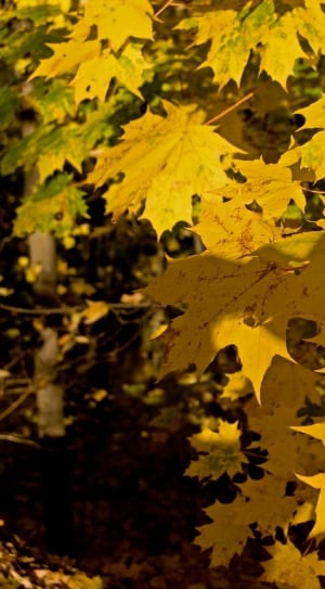 yellow maple tree leaf thumbnail