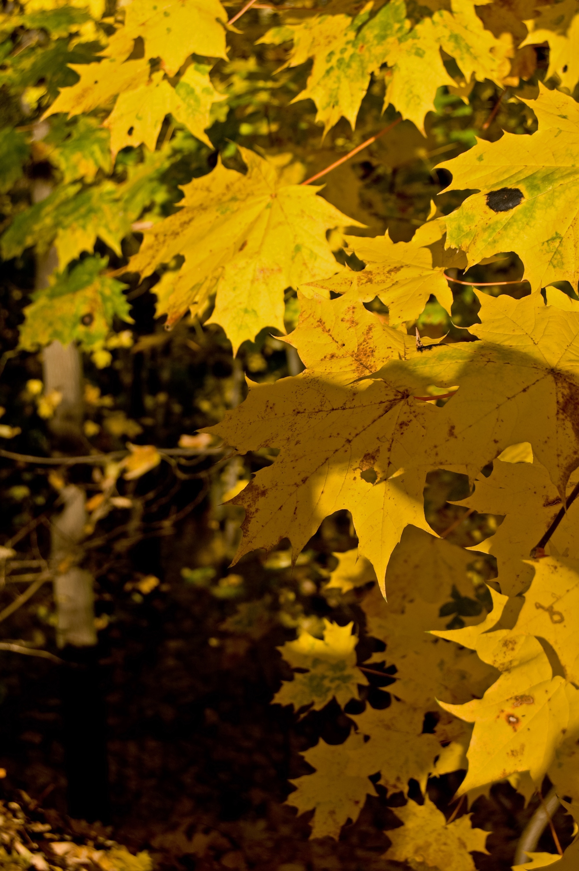 yellow maple tree leaf