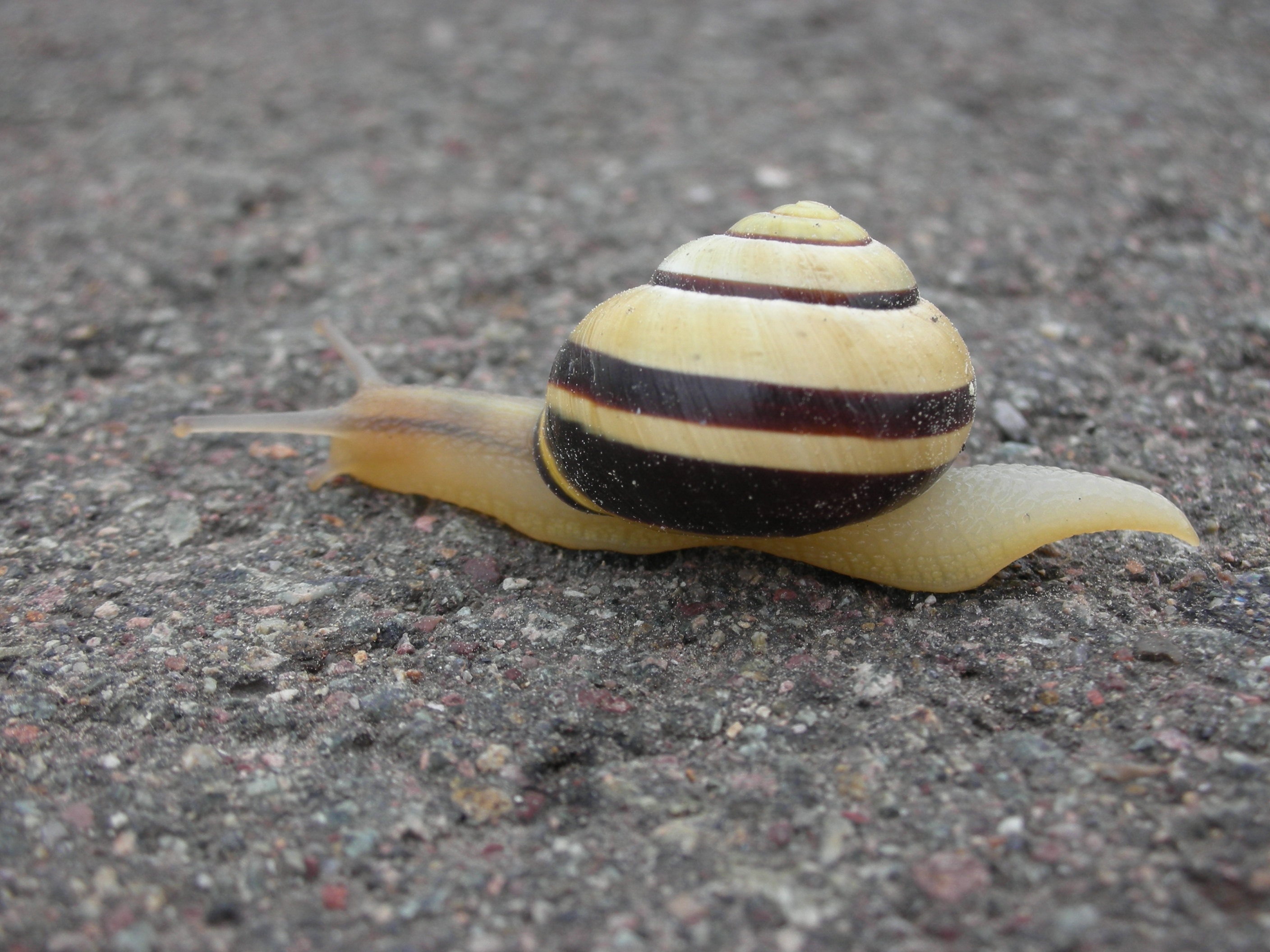 yellow and brown snail