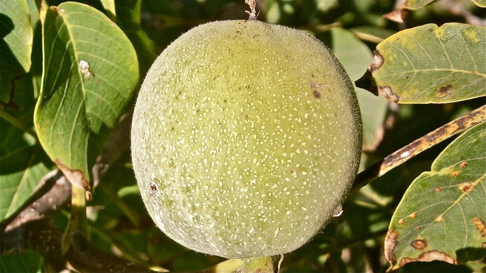green round fruit preview