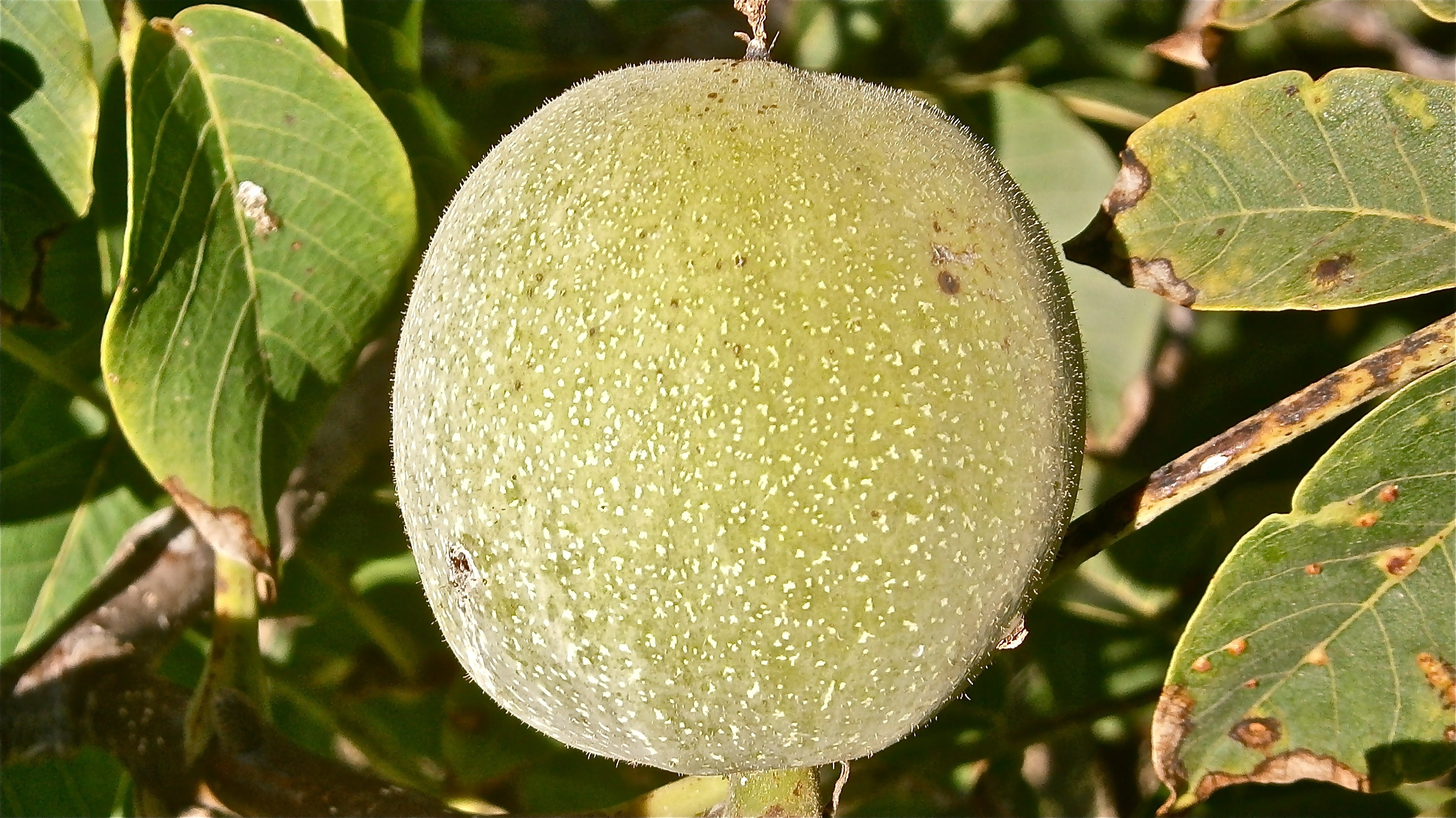 green round fruit