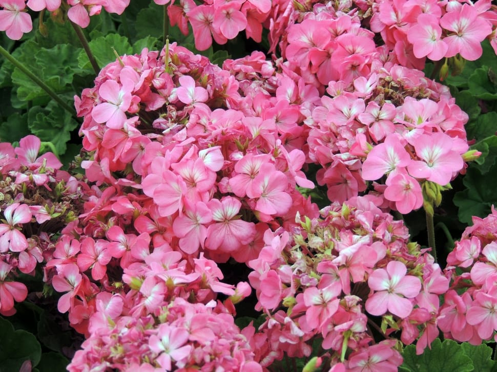 pink geranium flowers preview