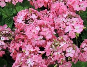 pink geranium flowers thumbnail