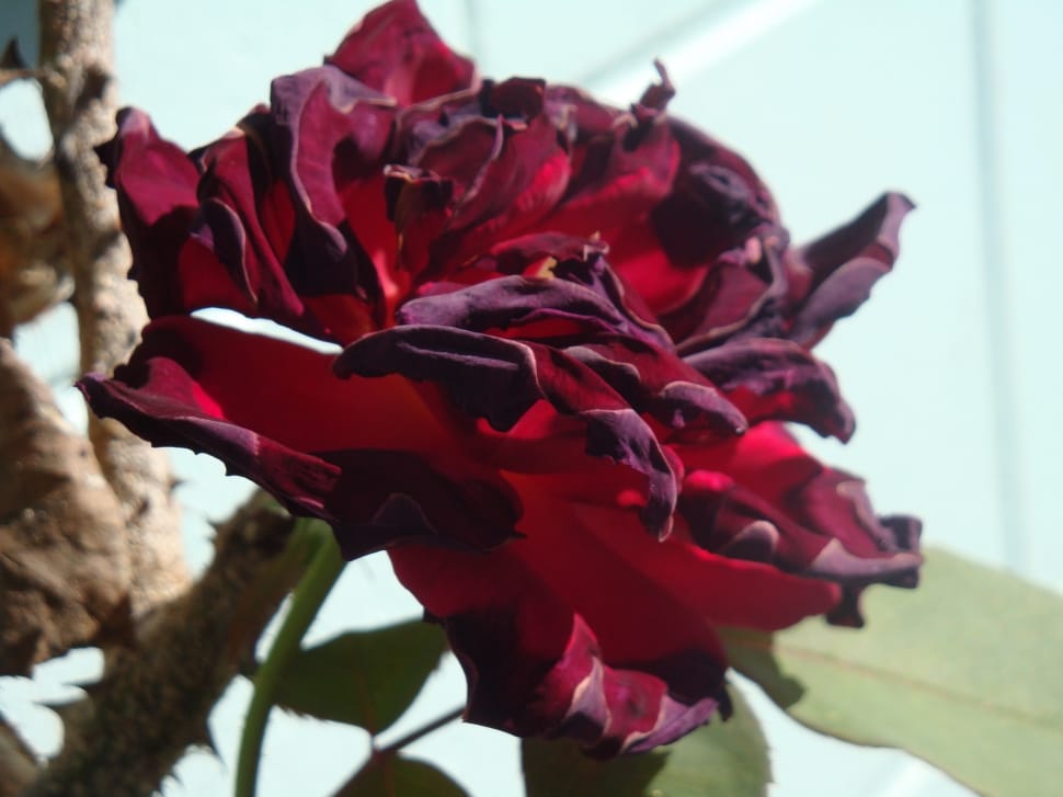 red and purple petaled flower preview