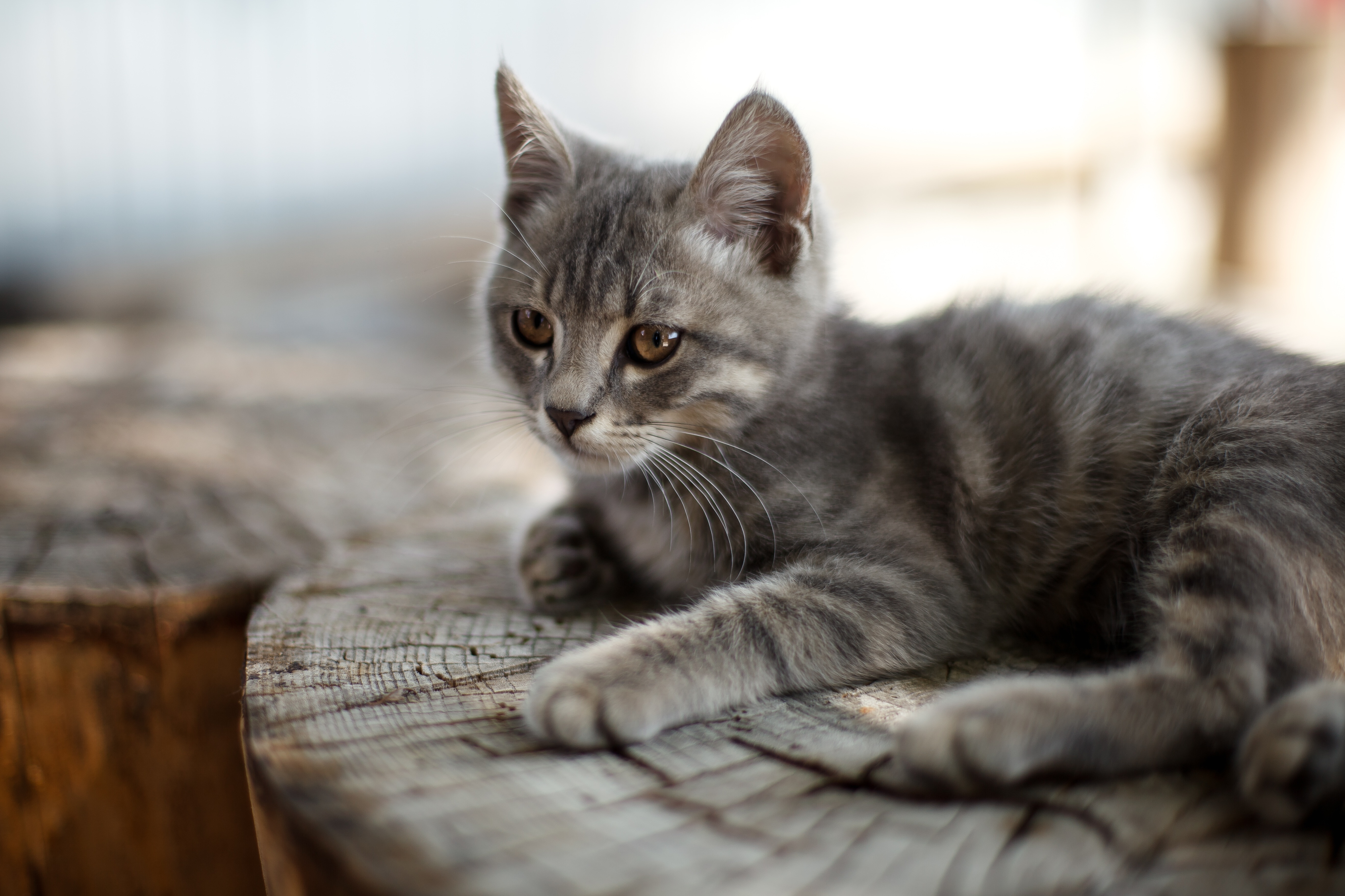 silver tabby kitten