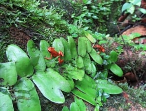 two red frogs on green leaf plants thumbnail