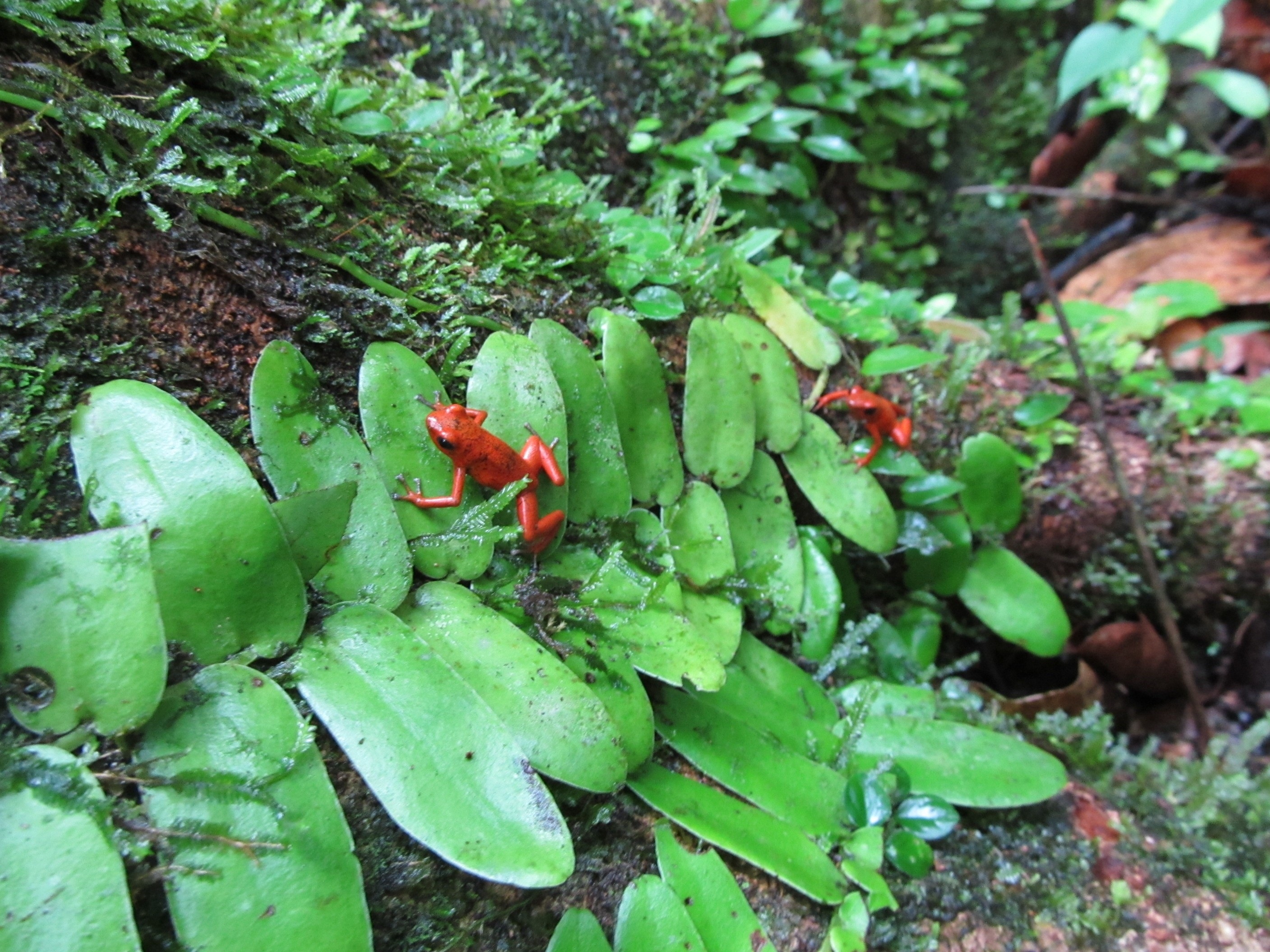 two red frogs on green leaf plants