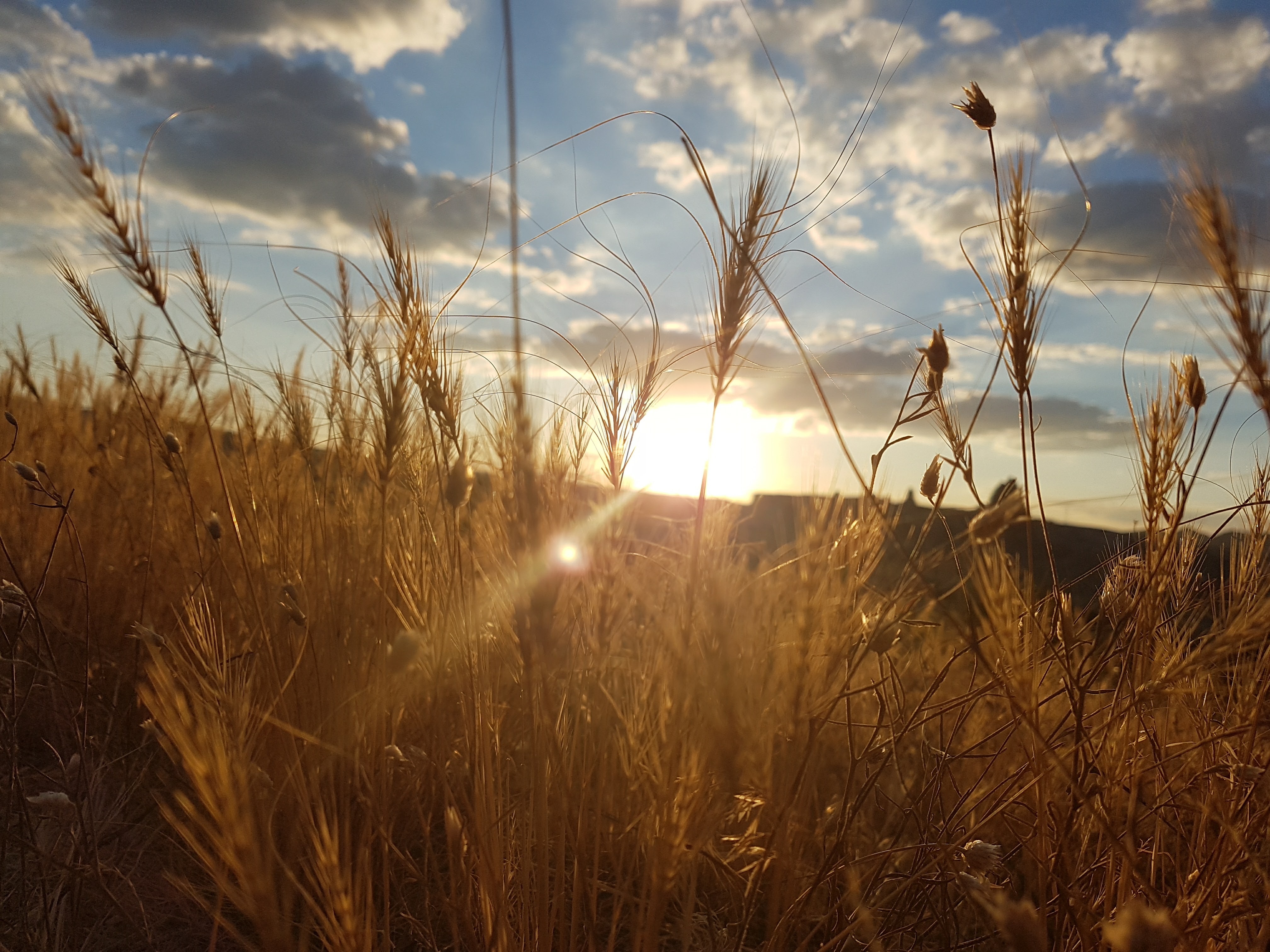 brown grass field