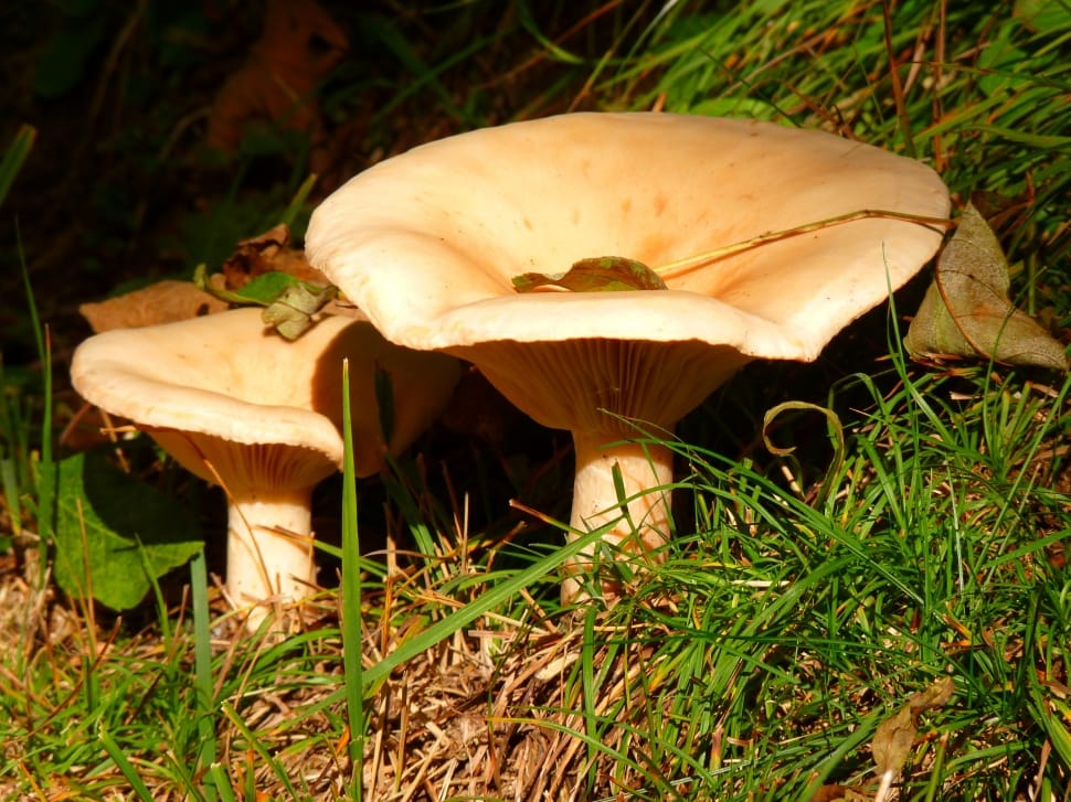beige mushrooms preview