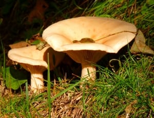 beige mushrooms thumbnail