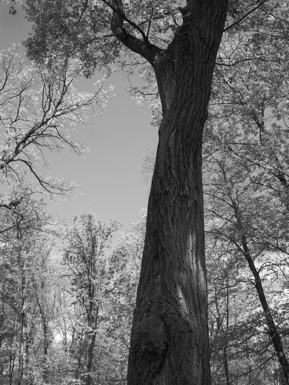 grayscale photo of tree preview