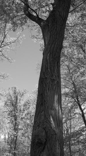 grayscale photo of tree thumbnail