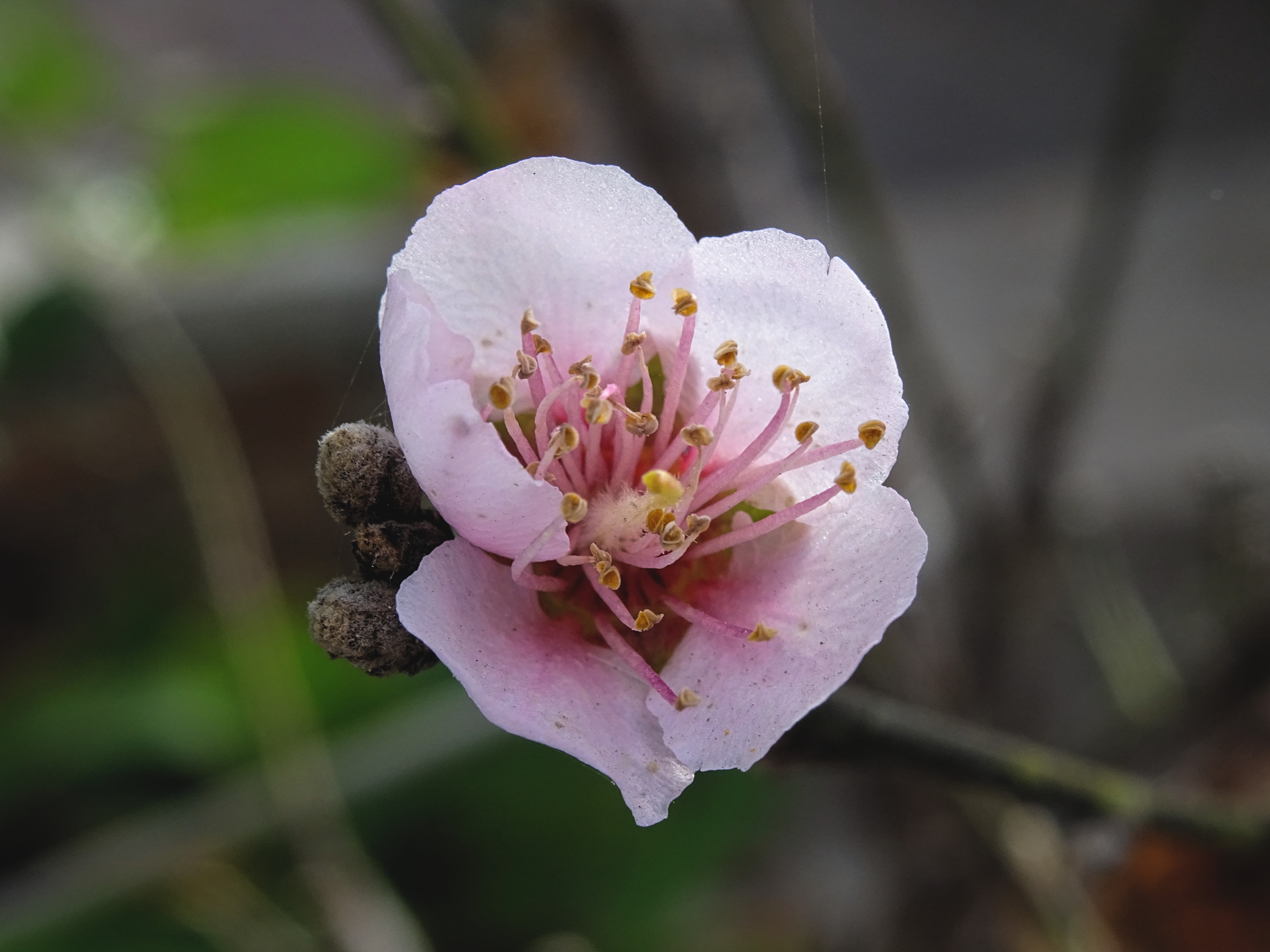 pink flower