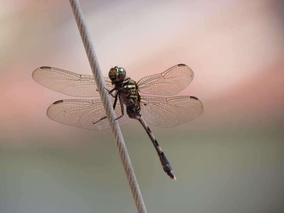 grey and yellow pondhawk dragonfly preview
