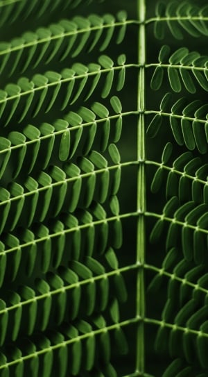 close photo of green leaf plants thumbnail