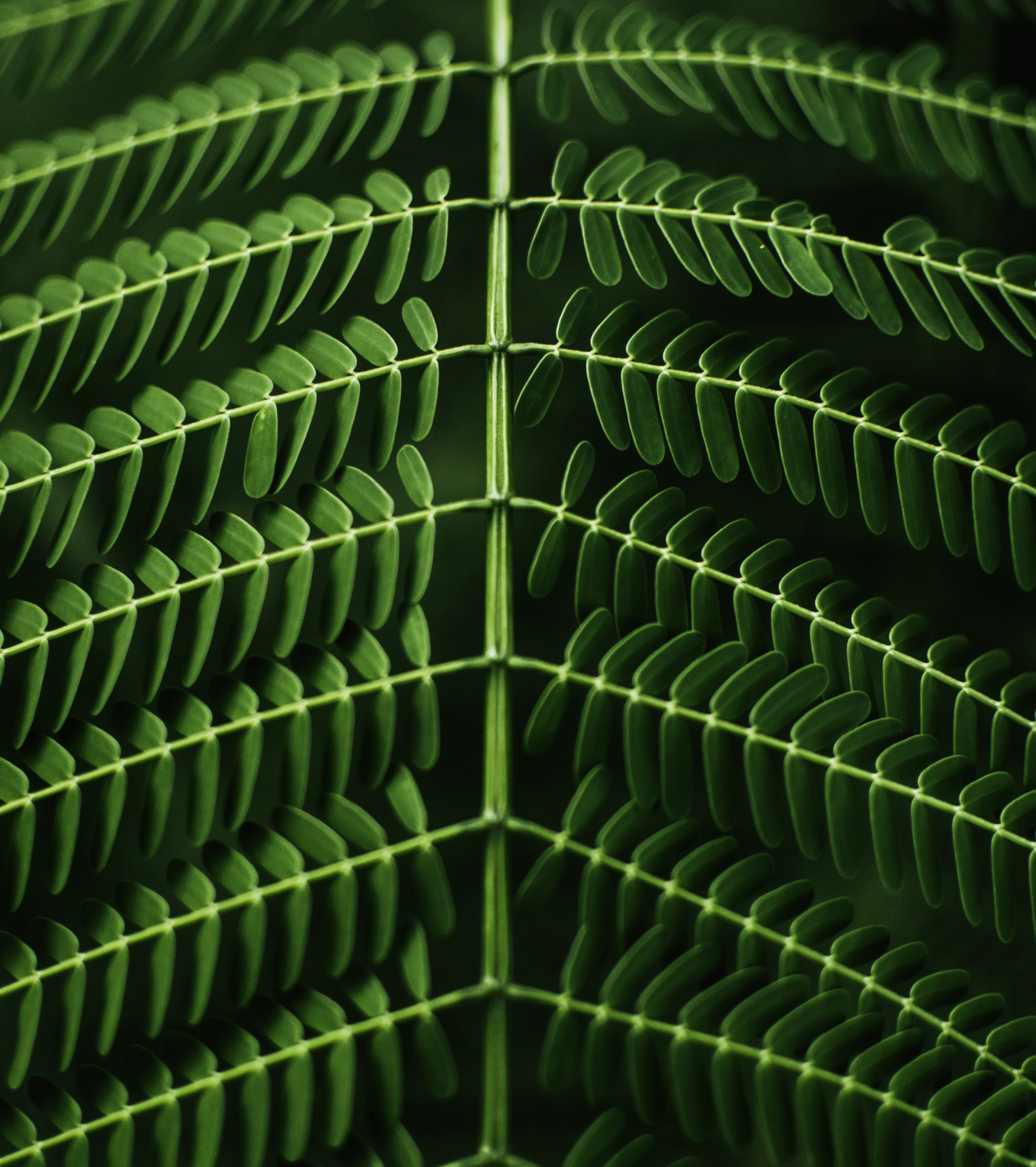 close photo of green leaf plants