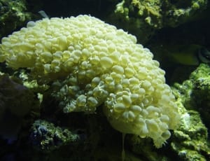 close up photo of yellow coral thumbnail