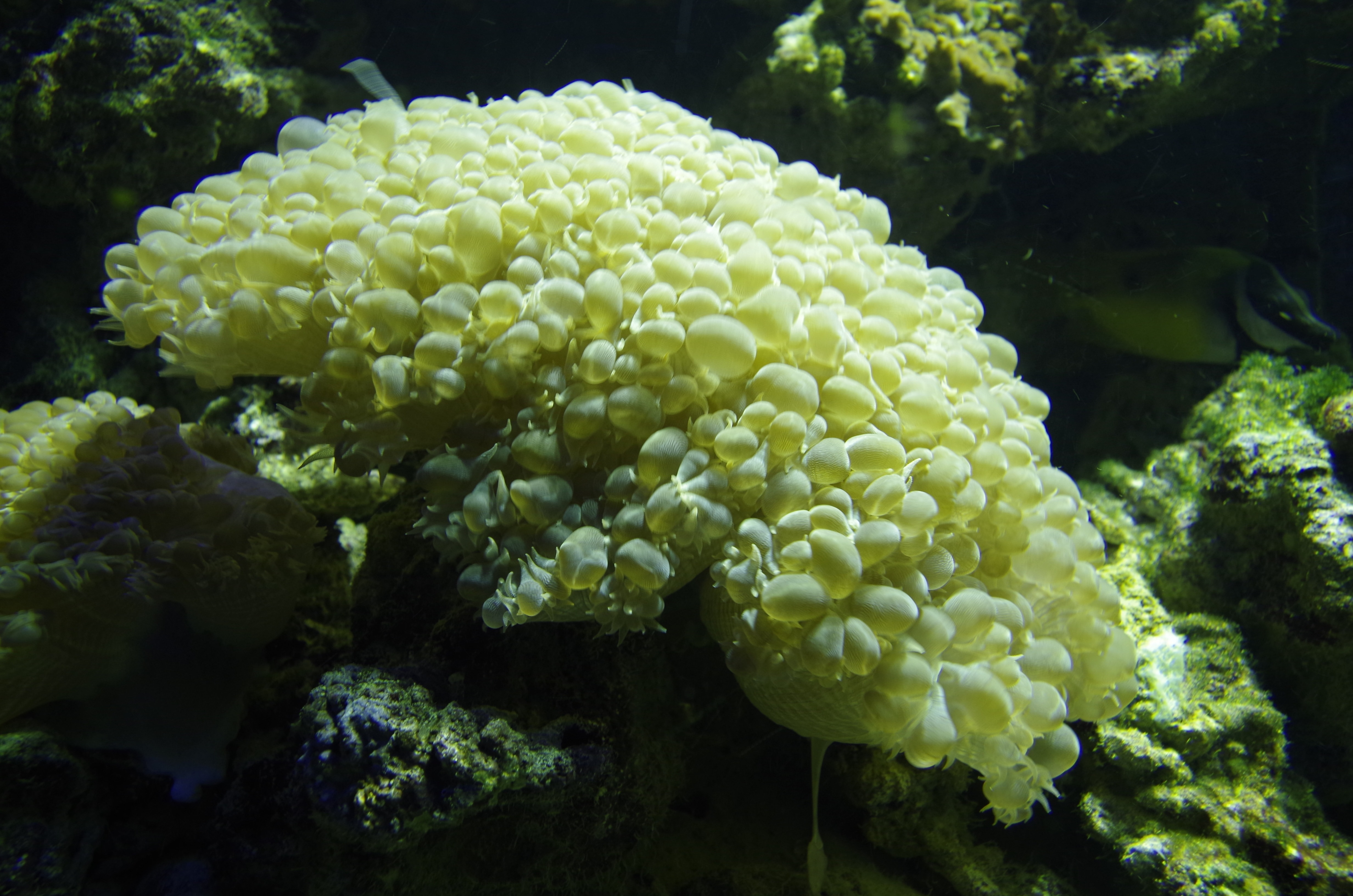 close up photo of yellow coral