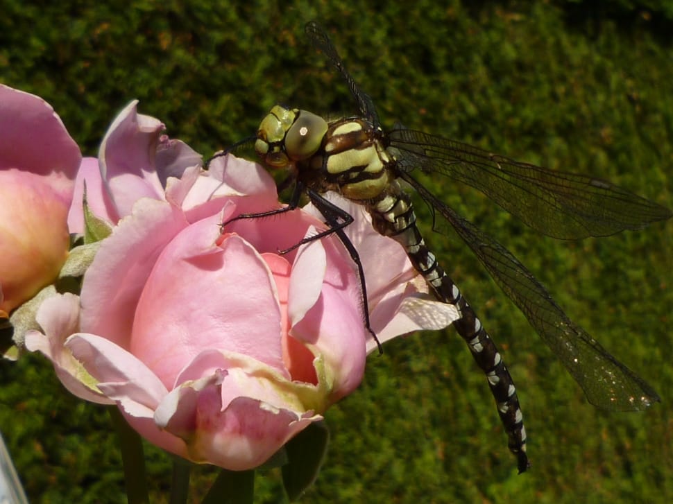 southern hawker in pink rose preview