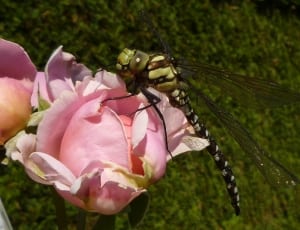 southern hawker in pink rose thumbnail