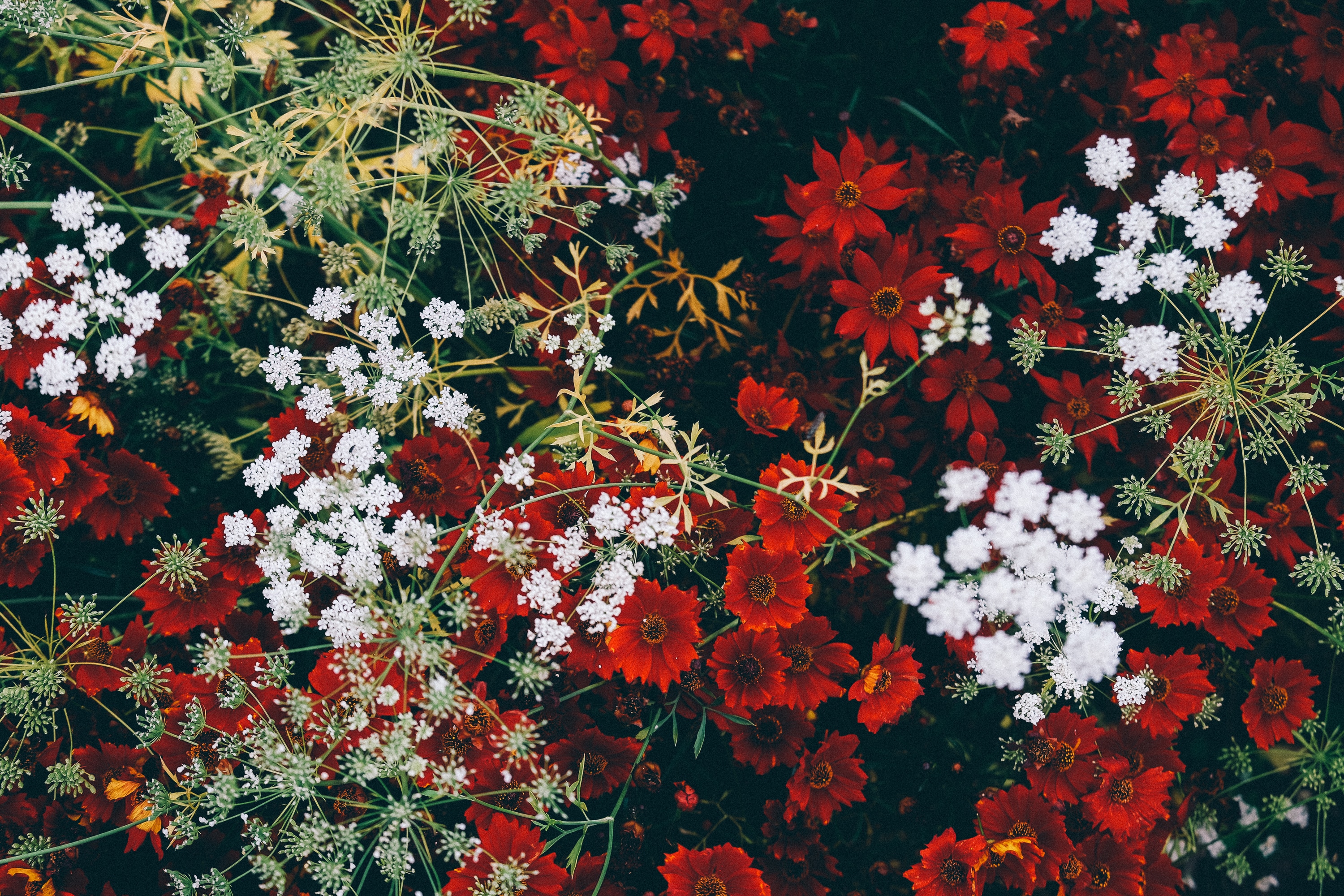 white,yellow,and red petaled flowers