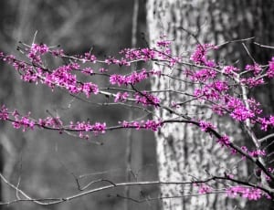 pink petaled flower on tree branch thumbnail