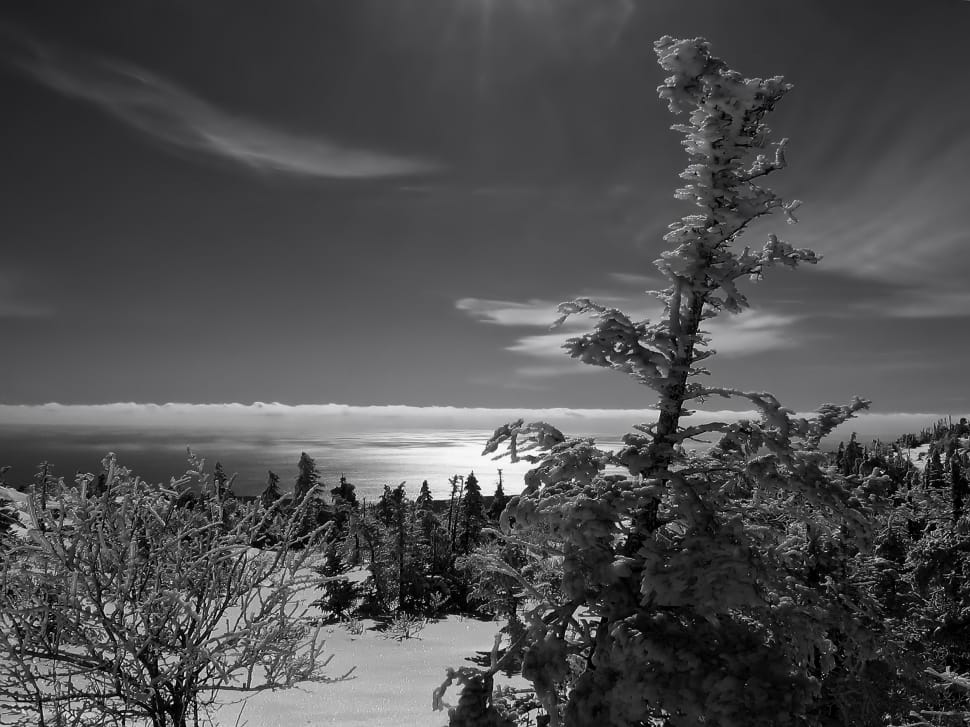 pine trees preview