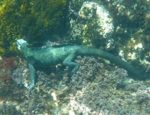 photo of green lizard thumbnail