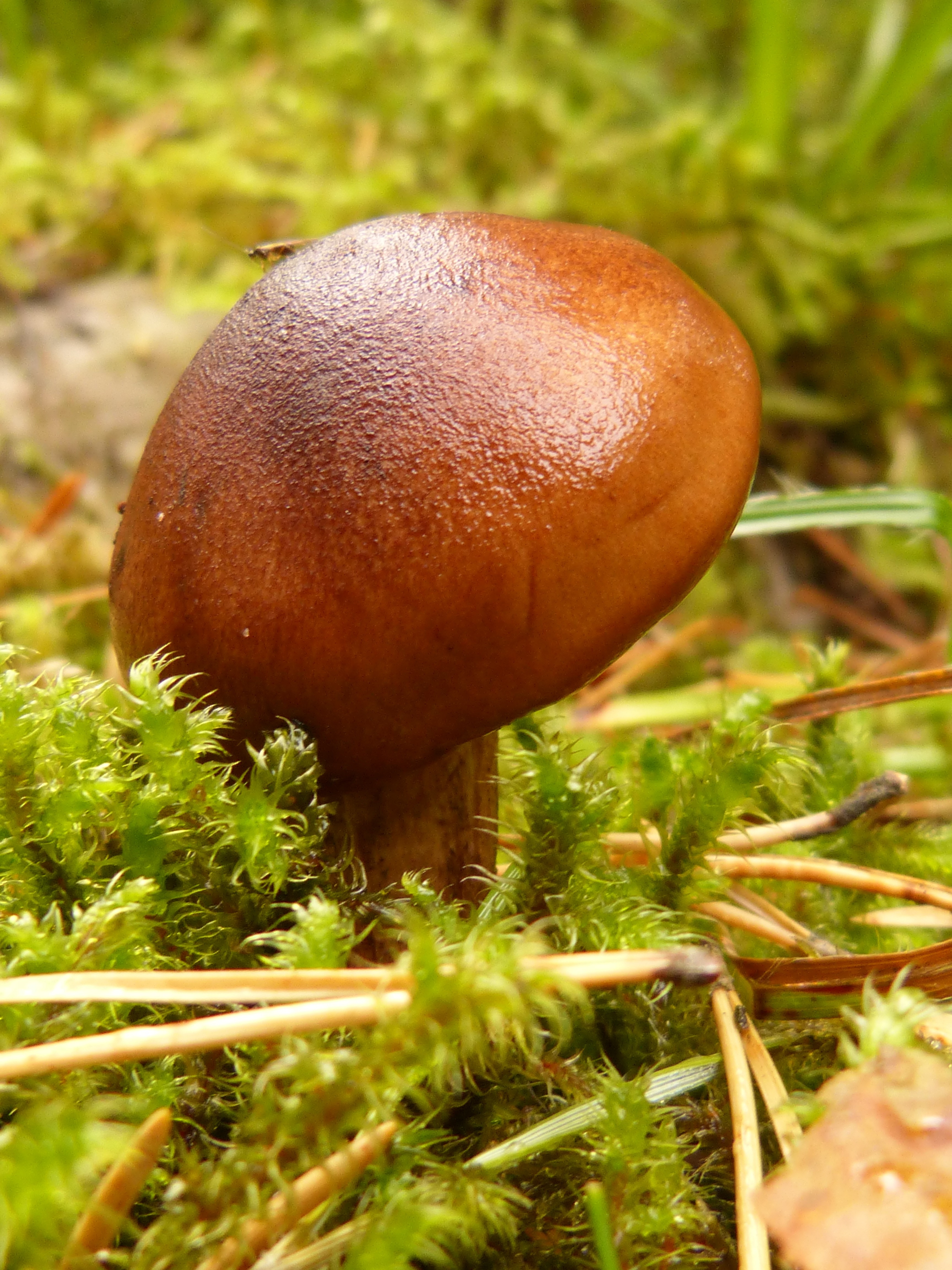 brown mushroom