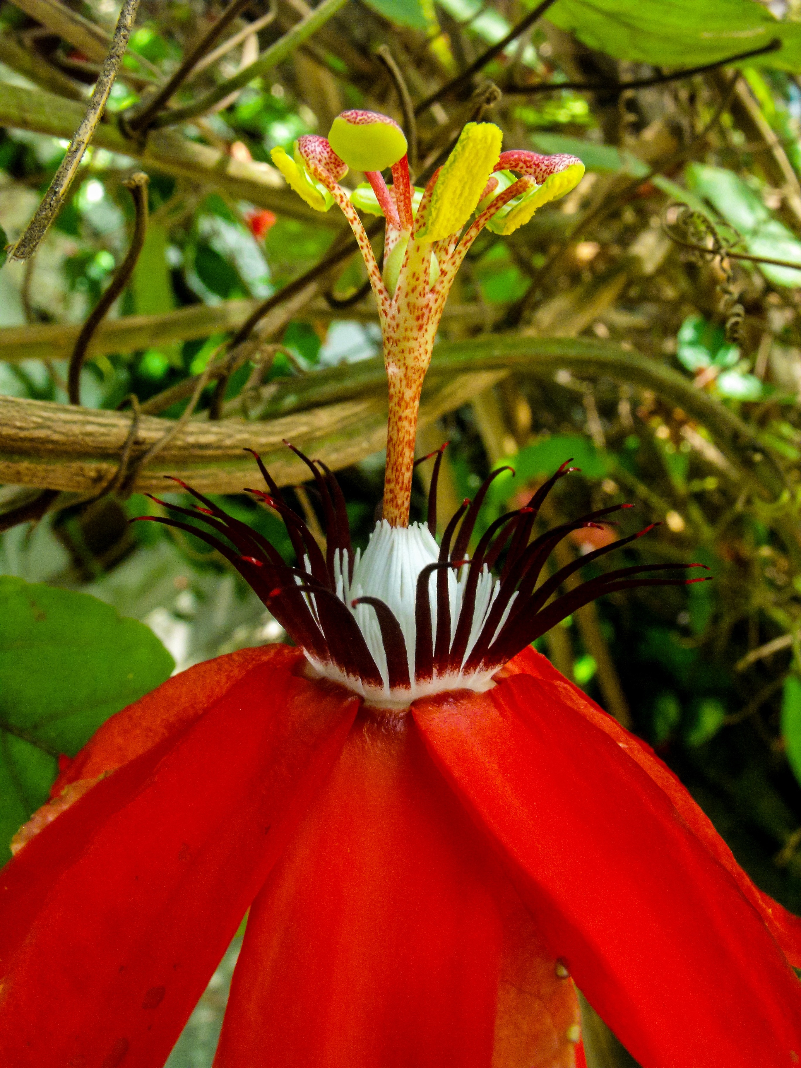 red petal fower