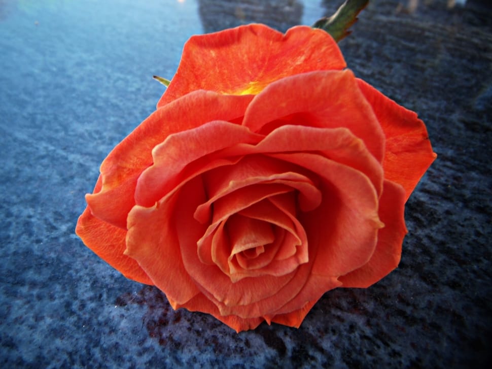 orange rose preview