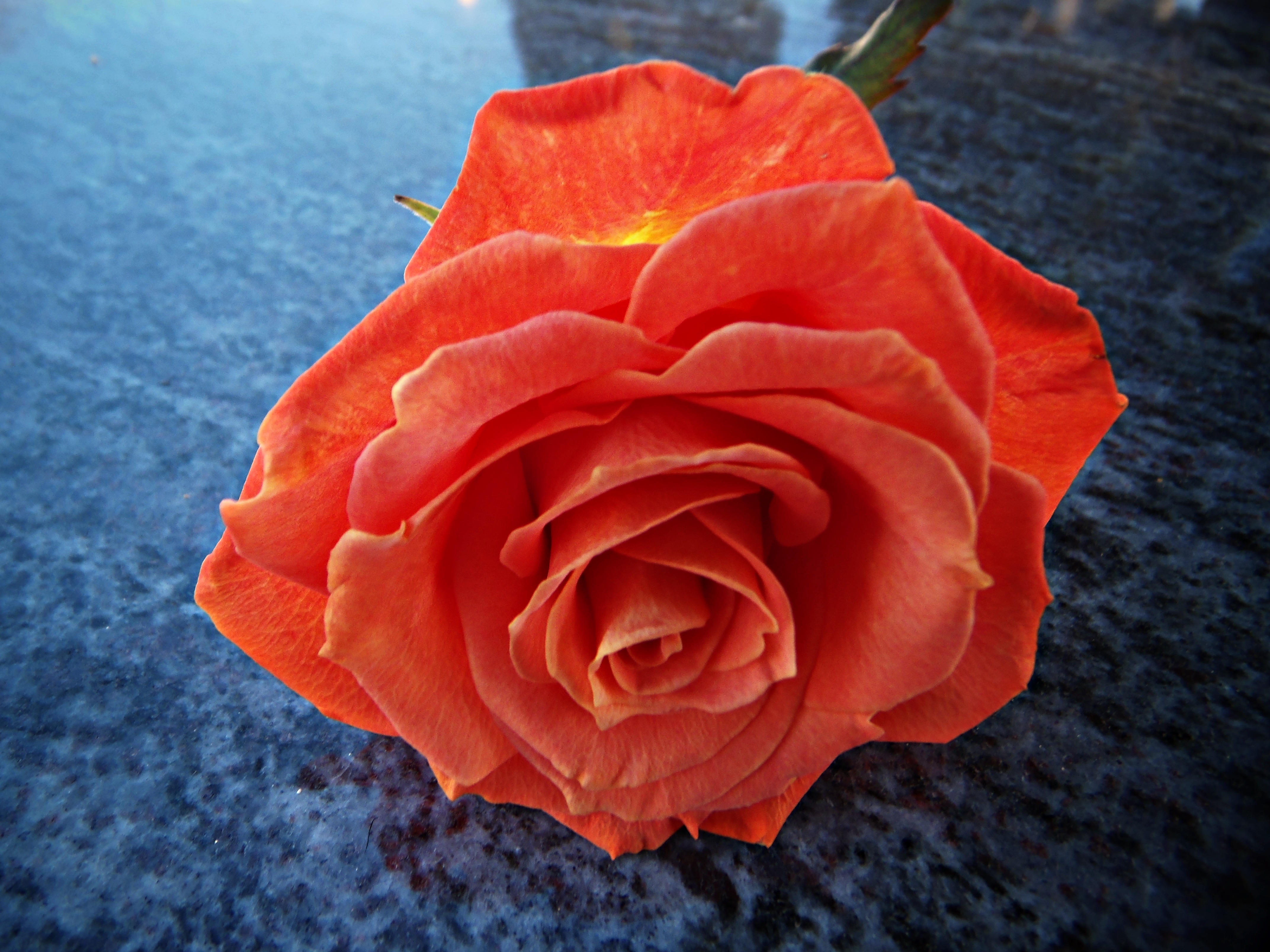 Роза оранж пэшн фото и описание